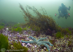 Drift dive in Streamstown Bay, Connemara.
10.5mm. by Mark Thomas 